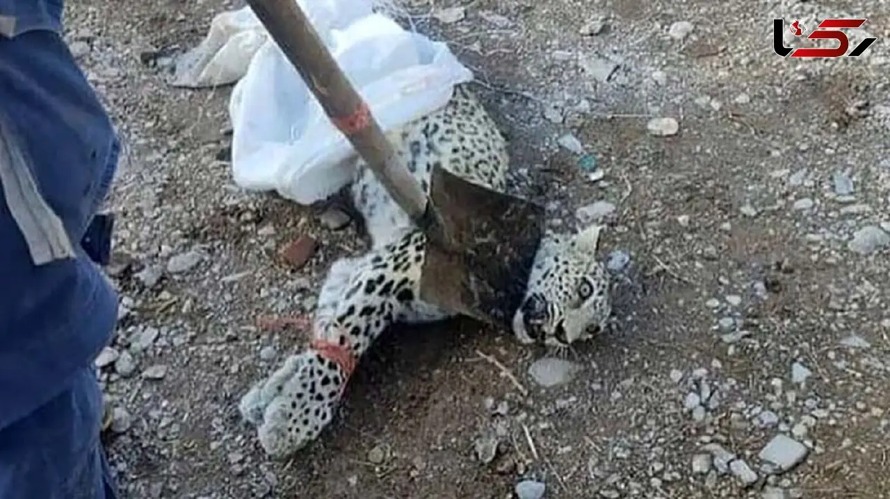  ماهانا، پلنگ ماهان تلف شد + عکس تلخ 
