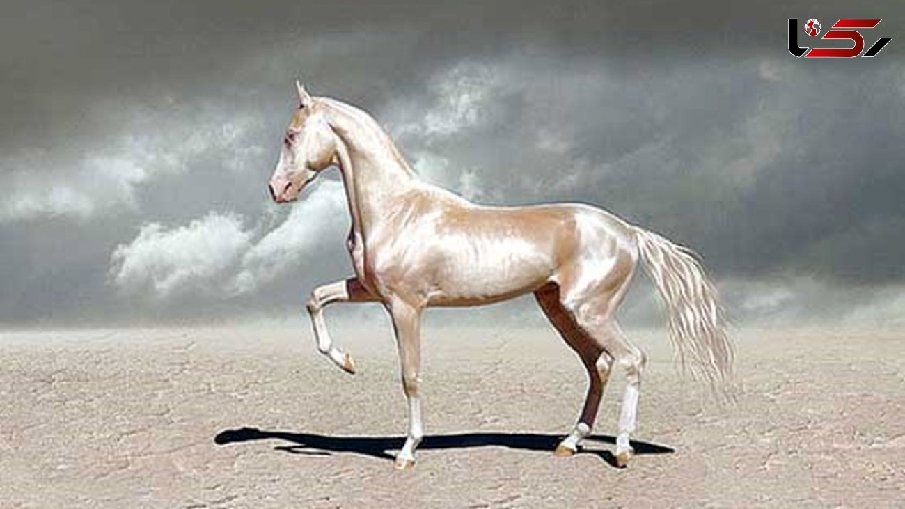 زیباترین اسب جهان+عکس