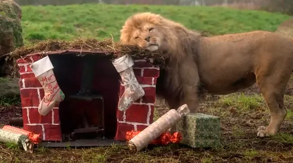 فیلم جشن کریسمس حیوانات در جنوب انگلستان