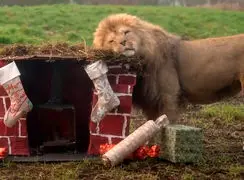 فیلم جشن کریسمس حیوانات در جنوب انگلستان