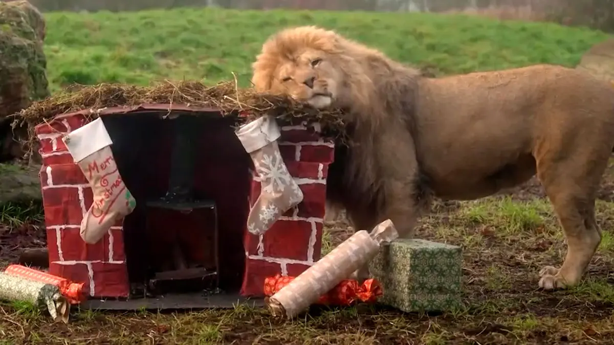 فیلم جشن کریسمس حیوانات در جنوب انگلستان