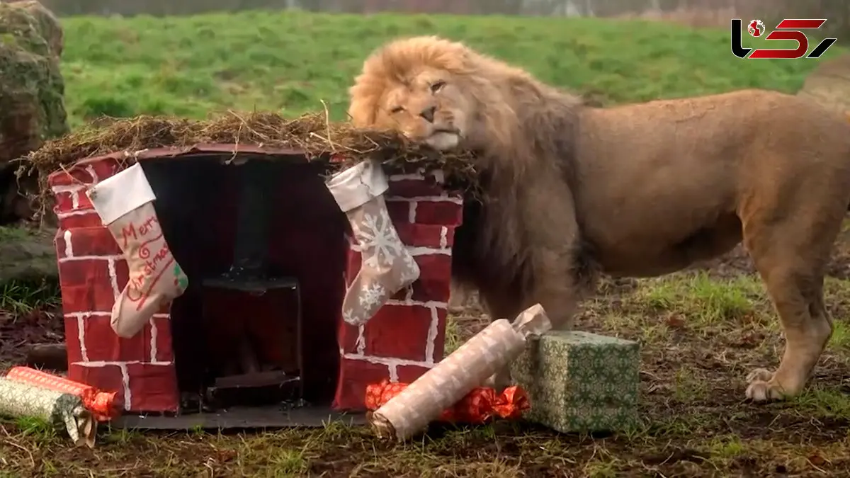 فیلم جشن کریسمس حیوانات در جنوب انگلستان