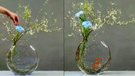 ببینید / هنر زیبای گل آرایی در تنگ ماهی + فیلم 