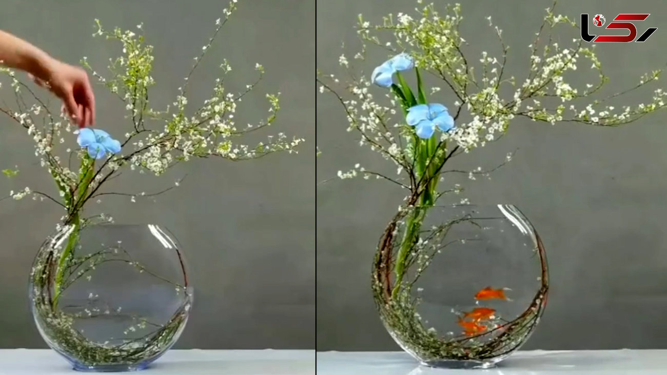 ببینید / هنر زیبای گل آرایی در تنگ ماهی + فیلم 