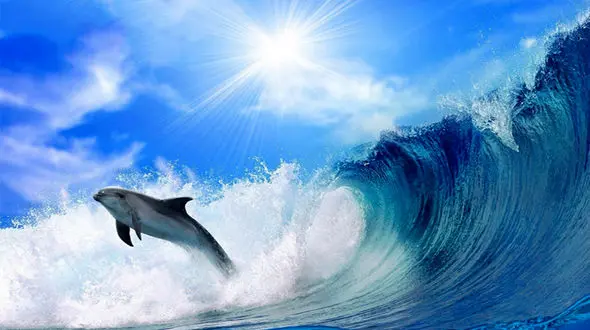 شیطنت دلفین در رویارویی با گردشگران + فیلم 