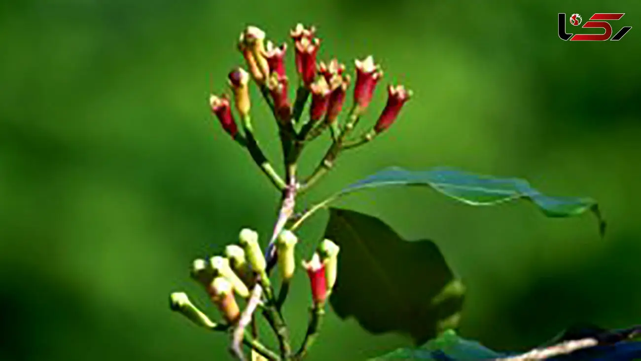 جرم گیری خانگی دندان ها