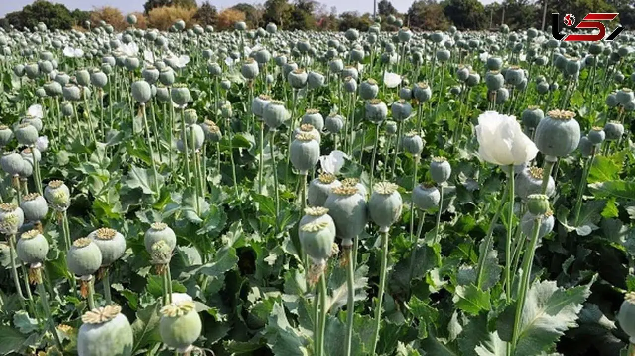 قانون همان قانون قبلی است و کشت خشخاش ممنوع است