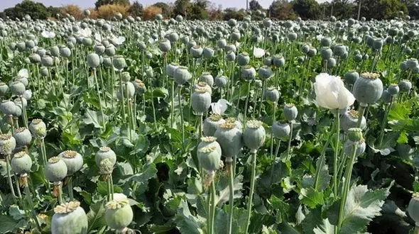 قانون همان قانون قبلی است و کشت خشخاش ممنوع است