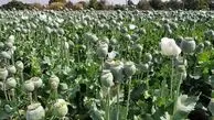 قانون همان قانون قبلی است و کشت خشخاش ممنوع است