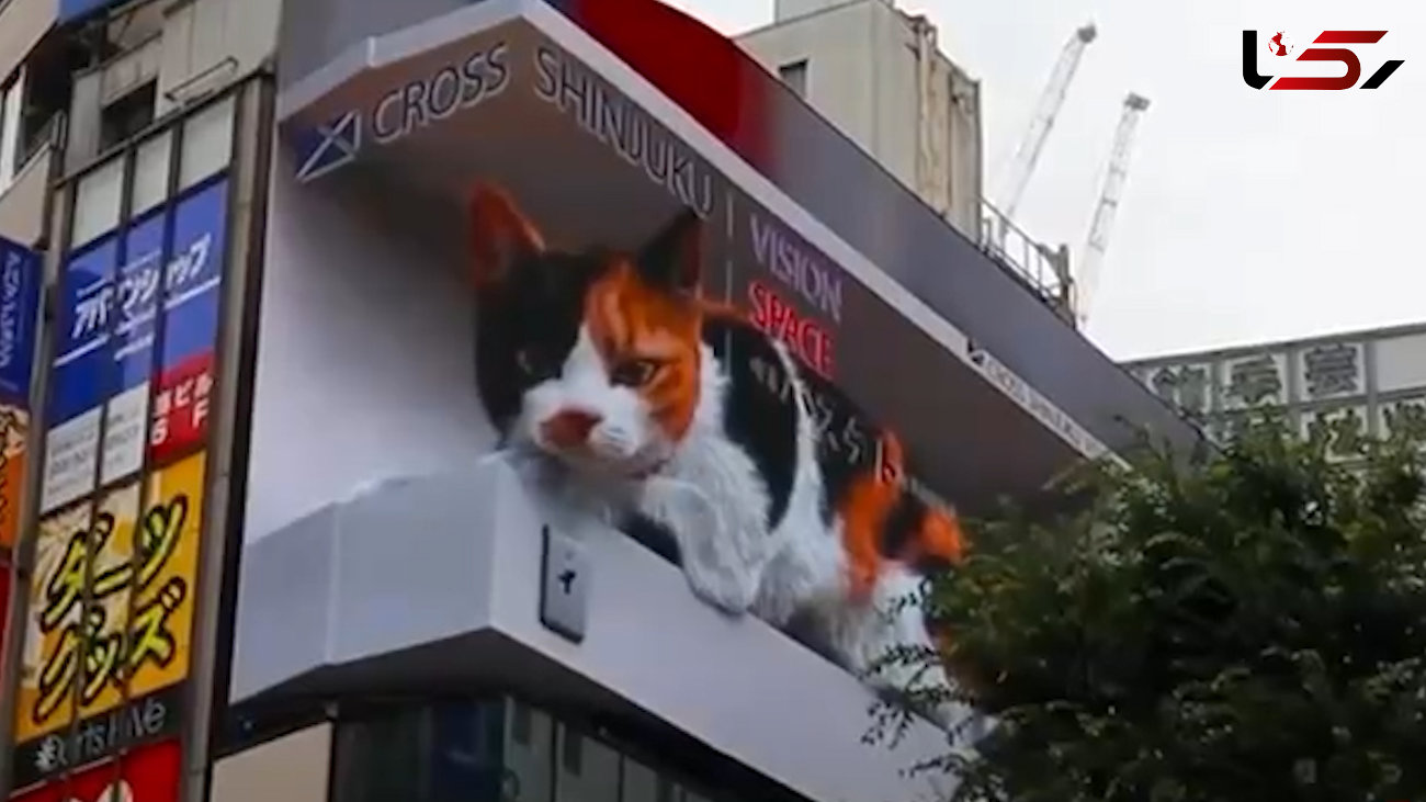 مشاهده گربه سه‌بعدی بالای ساختمان + فیلم 