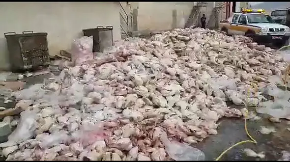 کشف و معدوم سازی مرغ تاریخ گذشته در سنندج + فیلم