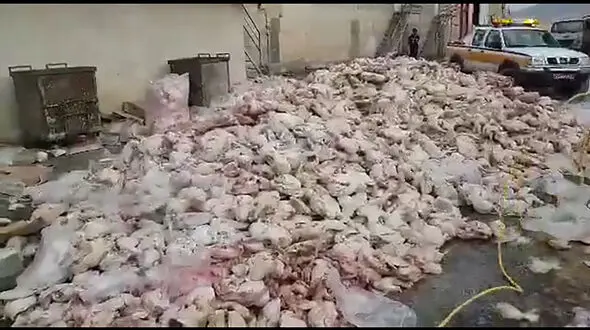 کشف و معدوم سازی مرغ تاریخ گذشته در سنندج + فیلم