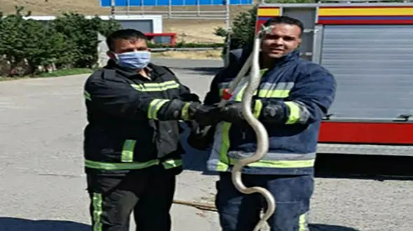 کشف مار 1/5 متری از خانه ای در مهاباد + عکس