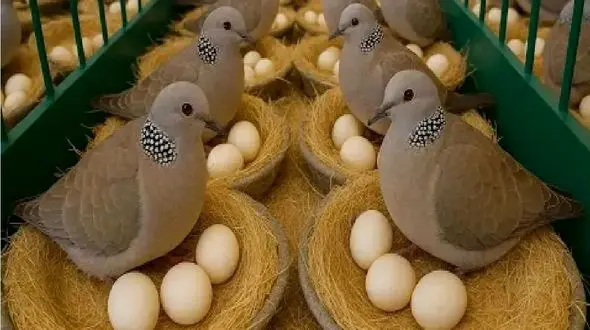 بازار پرسود گوشت کبوتر؛ آشنایی با مراحل فرآوری و پرکنی / فیلم