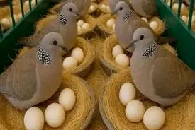 بازار پرسود گوشت کبوتر؛ آشنایی با مراحل فرآوری و پرکنی / فیلم