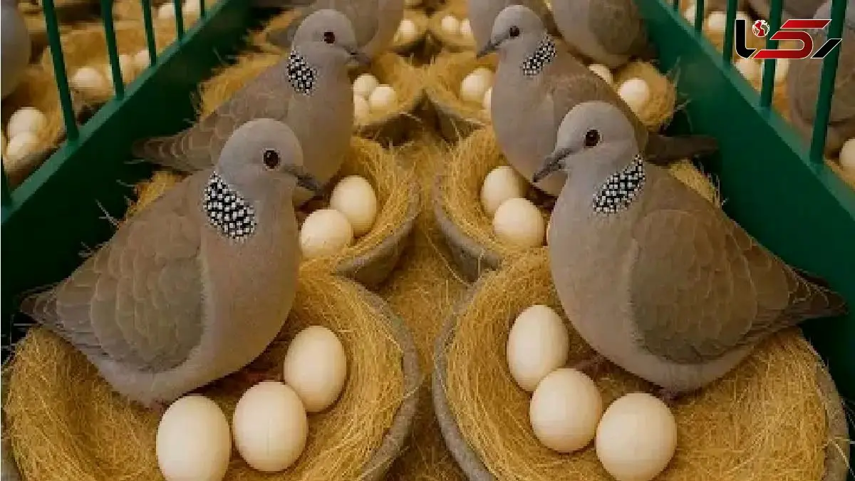 بازار پرسود گوشت کبوتر؛ آشنایی با مراحل فرآوری و پرکنی / فیلم