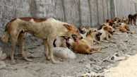 فیلم / مرزن آباد بدترین مکان برای سگ ها / شهرداری سگ آزاری می کند 