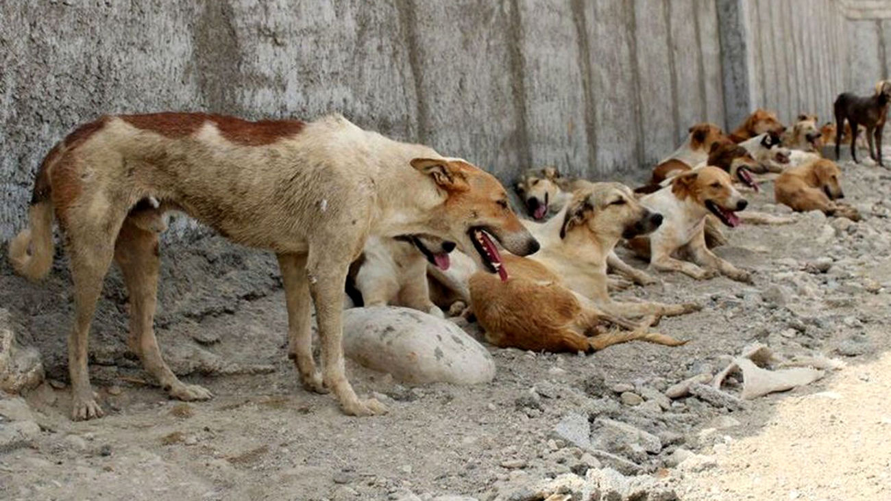 فیلم جگرسوز / سگ کشی بی رحمانه توسط شهرداری پردیس با خوراندن سم / انسانیت کجاست ؟!