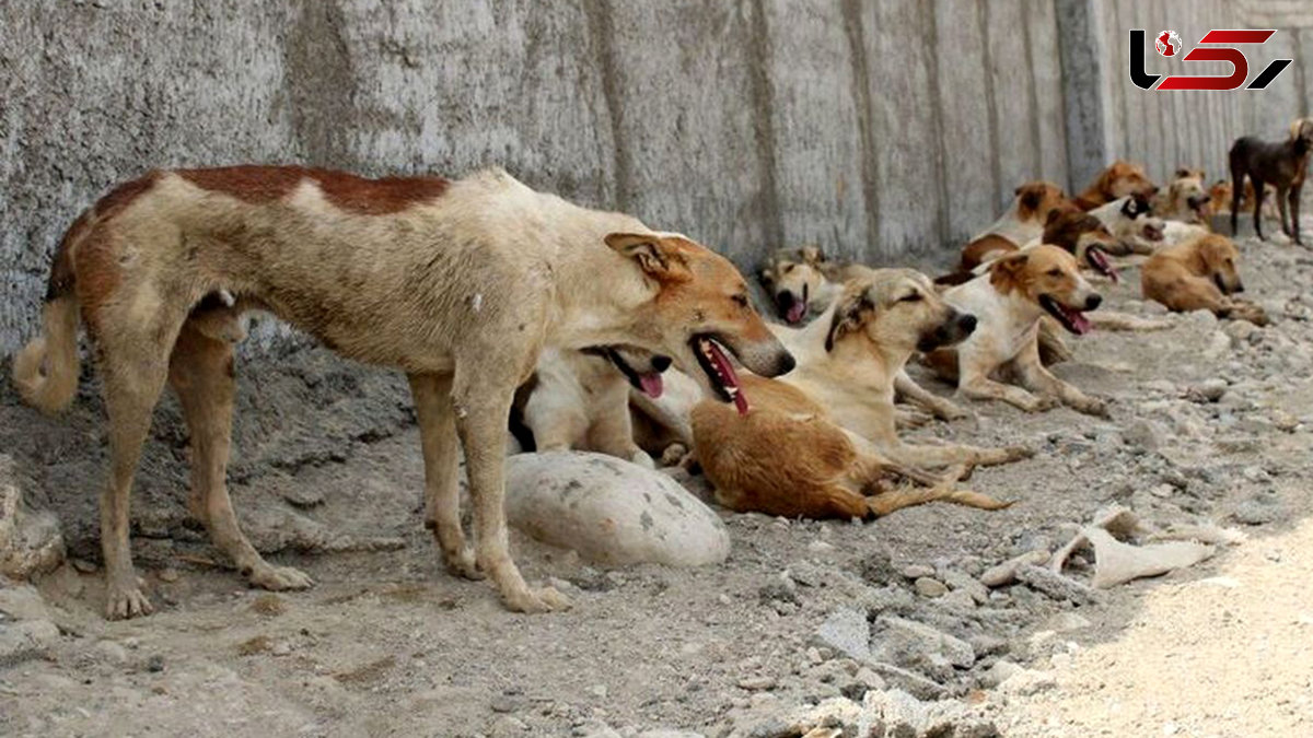 پشت پرده انتشار فیلم هولناک سگ کشی در هرمزگان 