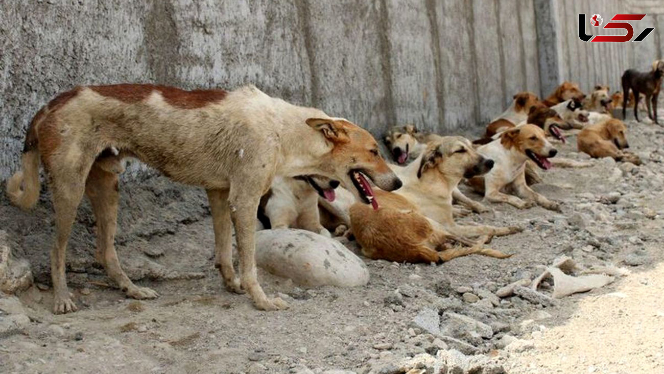 پشت پرده انتشار فیلم هولناک سگ کشی در هرمزگان 