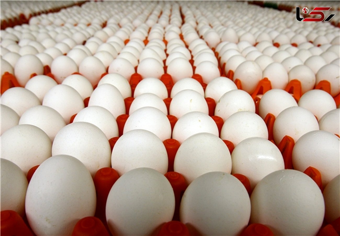 بدتر از آنفلونزا ، سود جویی دلالان نرخ تخم مرغ را گران کرده است 
