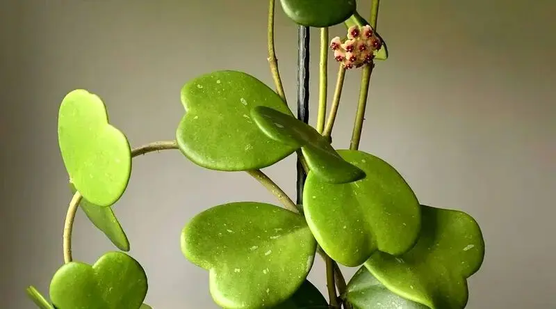 گیاهان آپارتمانی