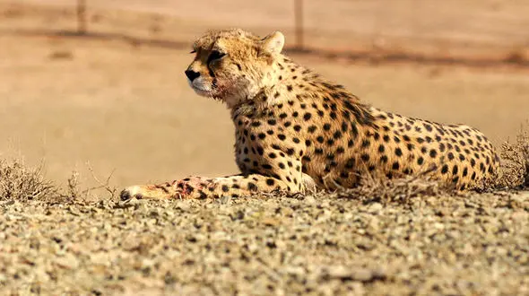 احتمال بارداری ایران ، یوز آسیایی ، همچنان وجود دارد