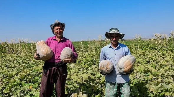 مشکین شهر قطب کدو حلوایی در استان اردبیل