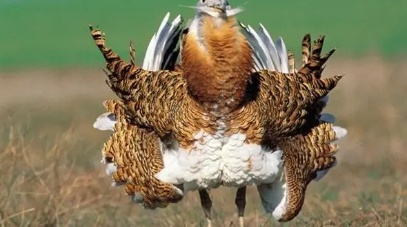 حفاظت از میش مرغ در استان کردستان اولویت سازمان حفاظت محیط زیست 