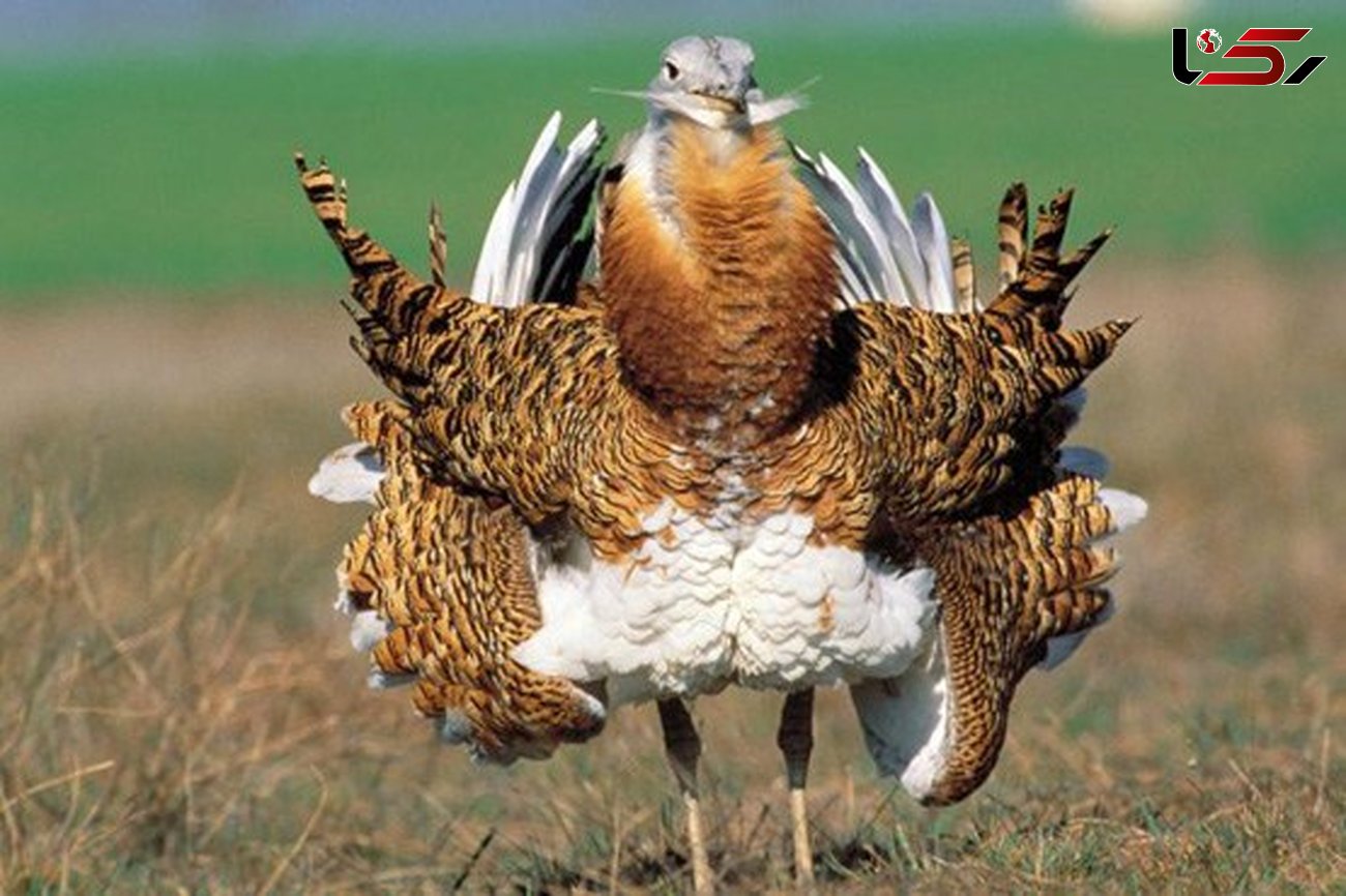 حفاظت از میش مرغ در استان کردستان اولویت سازمان حفاظت محیط زیست 