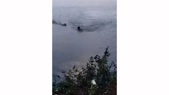 فیلم عجیب از حمله تمساح به مرد شناگر در رودخانه / معجزه در زنده ماندن