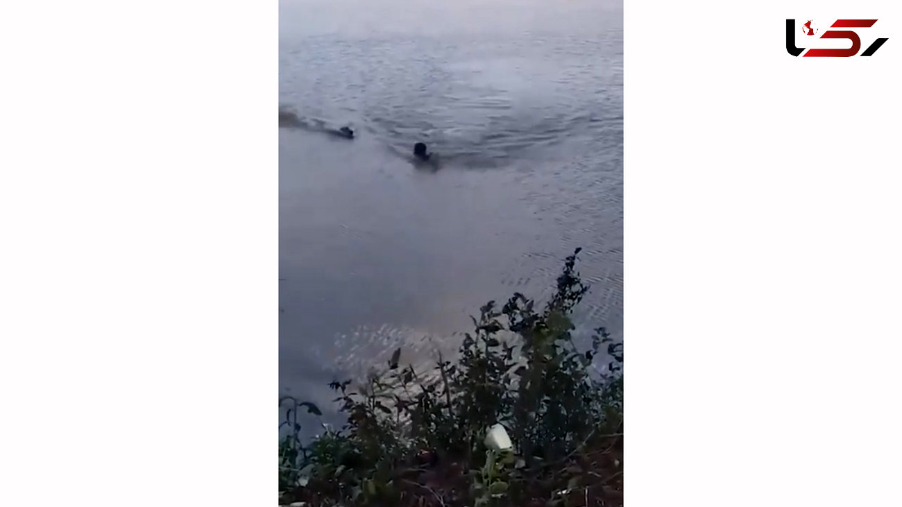 فیلم عجیب از حمله تمساح به مرد شناگر در رودخانه / معجزه در زنده ماندن