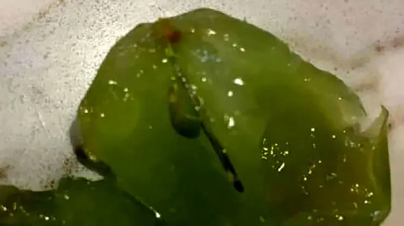 انگورهای سوزن‌ دار مردم را به وحشت انداخت / در ملبورن رخ داد ! +عکس