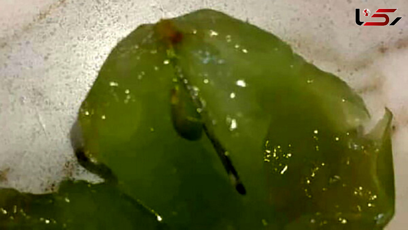 انگورهای سوزن‌ دار مردم را به وحشت انداخت / در ملبورن رخ داد ! +عکس