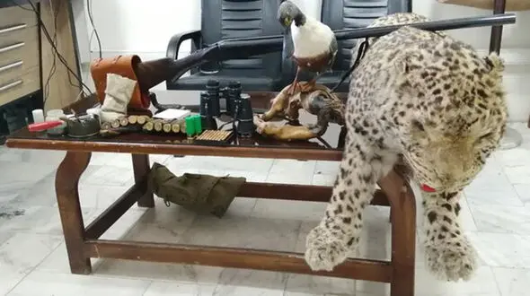 دستگیری شکارچی پلنگ بی رحم در مشهد