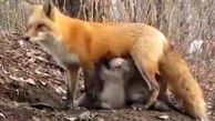 شیر دادن روباہ مادہ به توله خرس هایی که مادرشان شکار شده + فیلم