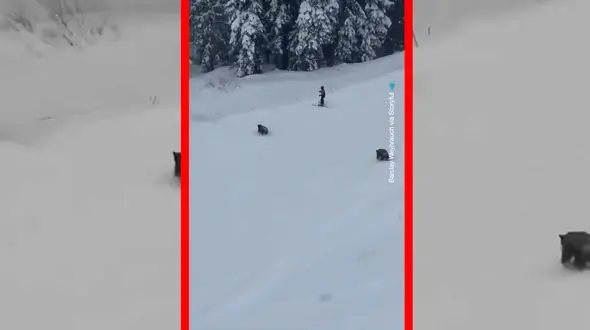 فیلم ورود سه خرس به پیست اسکی در کالیفرنیا