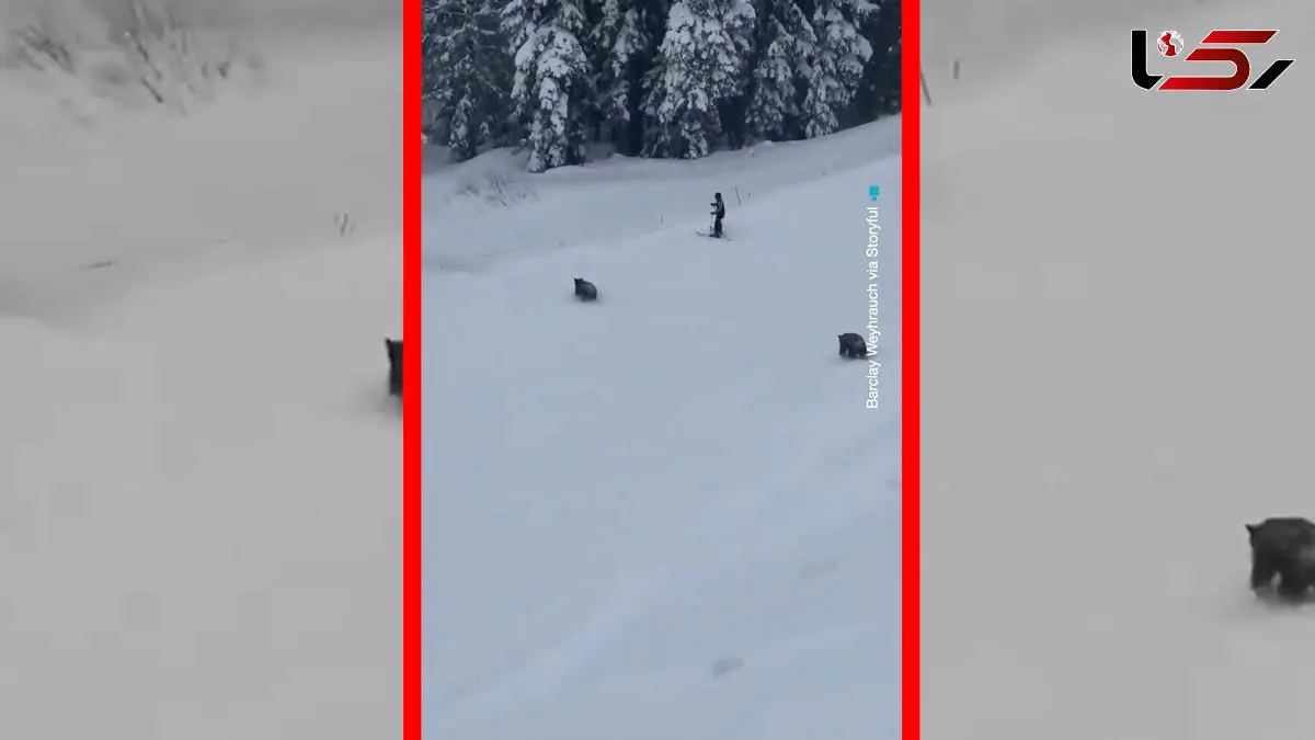 فیلم ورود سه خرس به پیست اسکی در کالیفرنیا