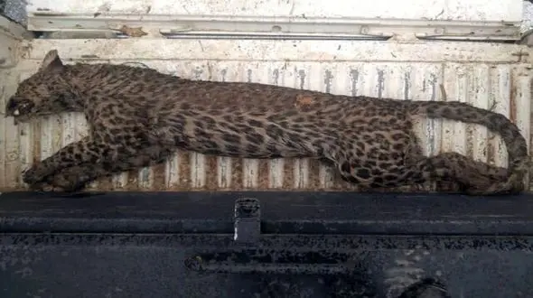 تلف شدن یک قلاده پلنگ بر اثر هاری در ساوجبلاغ 