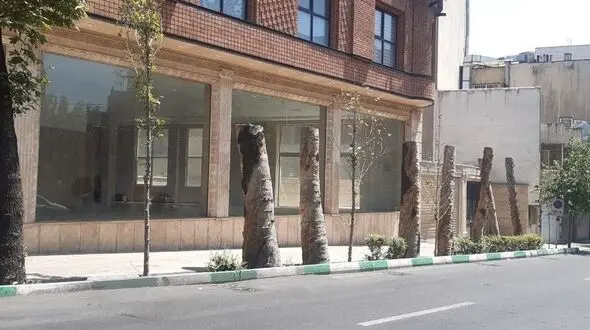جریمه 3 میلیارد تومانی برای خشکاندن درختان شهر 