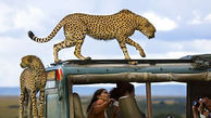 
تصاویری جالب از پارک حیات وحش در کنیا

