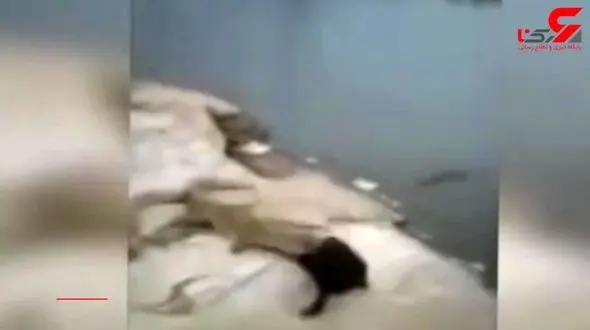 فیلم لحظه خورده شدن یک مرد توسط 2 تمساح + جزییات وحشتناک