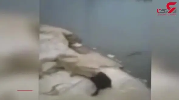فیلم لحظه خورده شدن یک مرد توسط 2 تمساح + جزییات وحشتناک