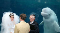 دلفینی که شاهد عقد عروس و داماد بود+عکس