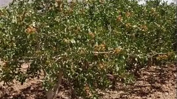 14 هزار هکتار باغات قم زیر کشت پسته است/ 6هزار تن محصول از باغات استان برداشت می شود