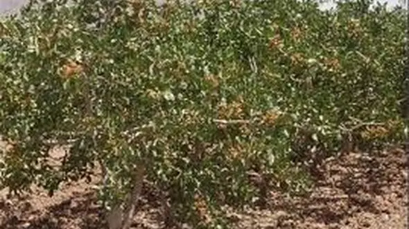 پسته مرغوب باغات خلخال به بازار می آید/ 12 تن محصول پیش بینی می شود