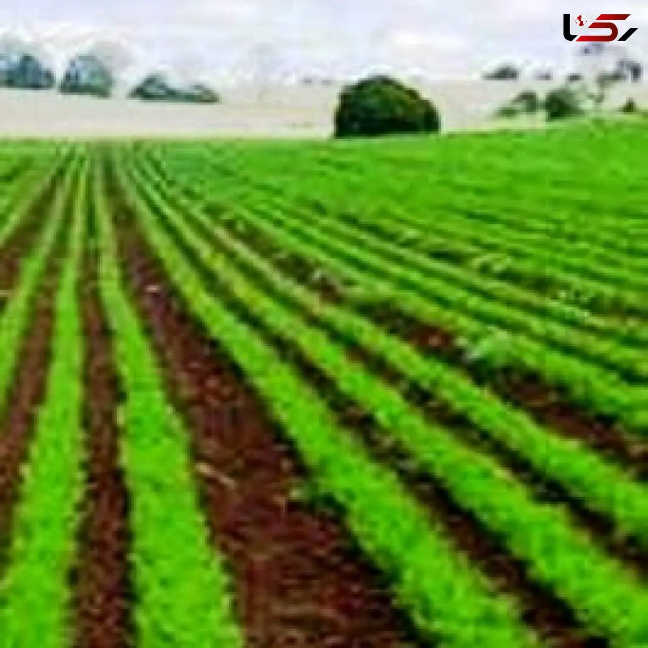 ۴ ساعت صرفه‌جویی؛ ۲۰ ساعت برق رایگان برای کشاورزان