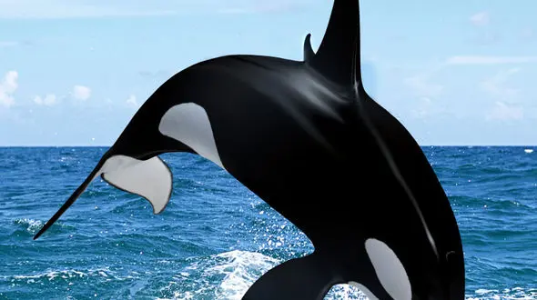 از حمله‌ی وحشیانه نهنگ قاتل به شیر دریایی تا صبوری در شیر ها