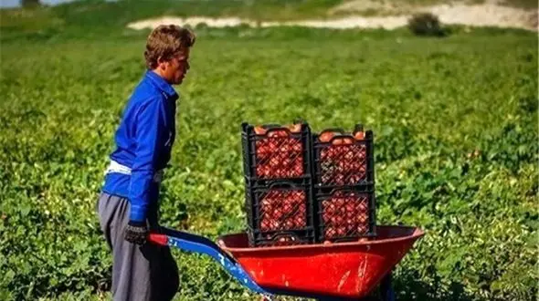 خلاقیت تحسین‌برانگیز و خنده‌دار "کشاورز تبریزی" در تبدیل تایر کهنه به باغی از بهشت دیدنیه/خلاق تویی، بقیه اداتو در میارن داداش