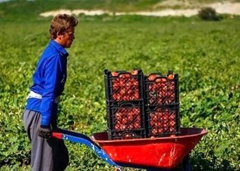 خلاقیت تحسین‌برانگیز و خنده‌دار "کشاورز تبریزی" در تبدیل تایر کهنه به باغی از بهشت دیدنیه/خلاق تویی، بقیه اداتو در میارن داداش